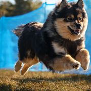 Ikea - Finnish Lapphund