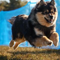 Ikea - Finnish Lapphund