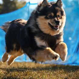 Ikea - Finnish Lapphund