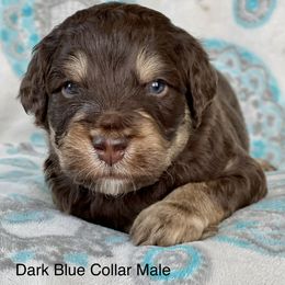 Aussiedoodle and Bernedoodle Puppies from North 40 Doodles