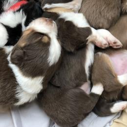 Miniature Australian Shepherd Puppies from Copper Line Aussies