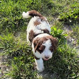Ellie - Brown female Bernedoodle puppy in Warrensburg, Missouri from Dreamer Ridge Puppies