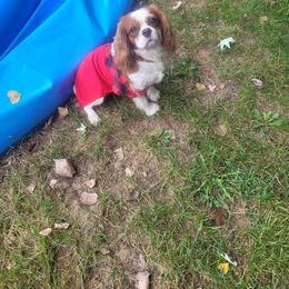 Winter - Cavalier King Charles Spaniel