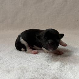 Colt - White male Mi-Ki puppy in Wales, Wisconsin from Phantastic Mi-kis