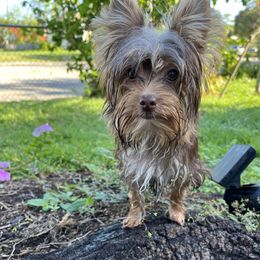 Assorted Doodle Crosses and Yorkshire Terriers from JC Yorkies