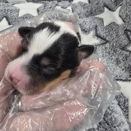 Ember - White black and tan female Papillon puppy in Hollister, Missouri from Swan Creek Kennel