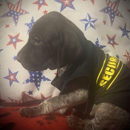 Pup 4 black available - Liver roan male German Shorthaired Pointer puppy in Hardeman County, Tennessee from Howell Farm GSP
