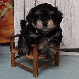 GUS (Hot Stuff) ERIC - Black and tan male Havanese puppy in Salt Lake City, Utah from Steal Your Heart Havanese