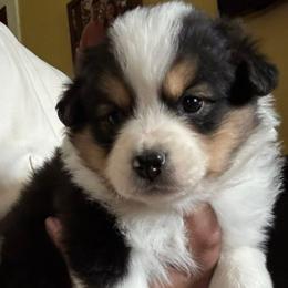 Sue - Black tri-color female Australian Shepherd puppy in New Houlka, Mississippi from Skuna River Ranch