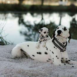 Dalmatian and Poodle Puppies from Ruffles, Ridges, & Spots!