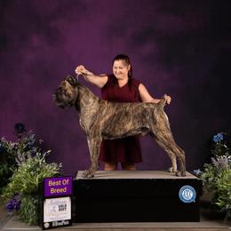 Tater - Cane Corso