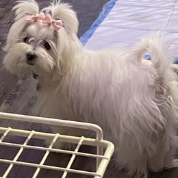 Leia - Maltese