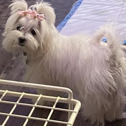 Leia - Maltese