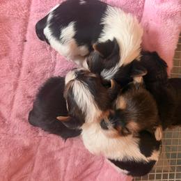 Olaf - Parti male Yorkshire Terrier puppy in Andrews, South Carolina from Sparkle of Glamour Yorkies