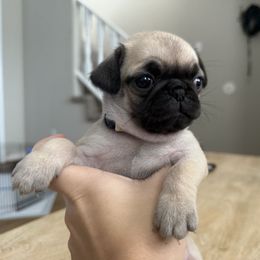 White Collar - Fawn female Pug puppy in Elizabethtown, Kentucky from EZ Pugs