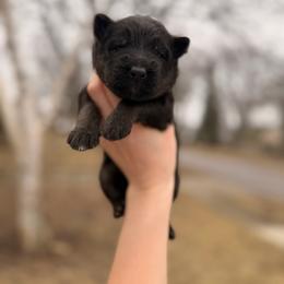 Sleepy - Bi-color male German Shepherd puppy in Perrysburg, Ohio from Fancy GSDs