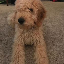 Goldendoodle All Grown Up from Dallas Golden Doodles