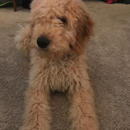 Goldendoodle All Grown Up from Dallas Golden Doodles