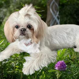 Ellie - Shih Tzu