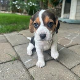 Daisy - Black white and tan female Beagle puppy in Sacramento, California from Alton Beagles