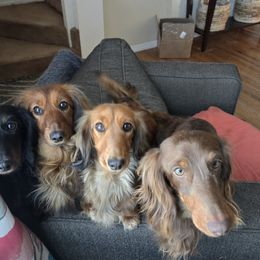 Dachshund puppies from Keliaire Long Hair Mini Dachshunds