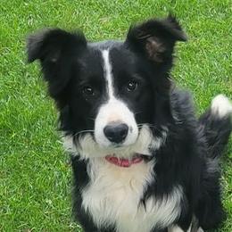 Border Collie puppies from Magnolia Acres