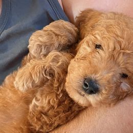 Goldendoodles from The Doodle Home