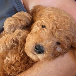 Goldendoodles from The Doodle Home
