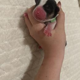 Raymon - Black and tan male Pembroke Welsh Corgi puppy in Vacaville, California from Hope_4thebay_Corgis