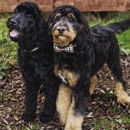 Bernedoodles, Golden Aussiedoodles, and Goldendoodles from Vallevistadoodles