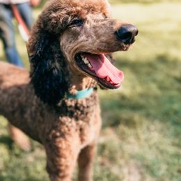Charlotte - Poodle