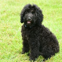 Sheepadoodle Puppies from Riley Grace Puppies