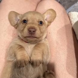 Red collar - Cream male Dachshund puppy in Gulfport, Mississippi from Susan's Dachshunds