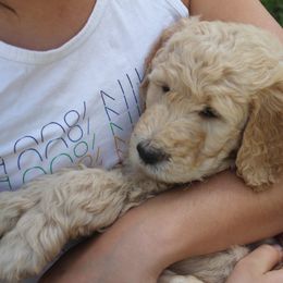 Goldendoodle Puppies from WNC Mountain Doodles
