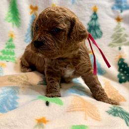 Prancer - Red female Cavapoo puppy in Preston, Idaho from Shaffer Top Notch Puppies