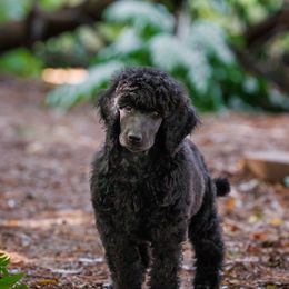 Poodle Puppies from Mystic Moon Poodles
