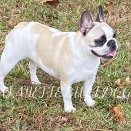 Boxers, Bulldogs, and French Bulldogs from Lafayette Bulldogs & Boxers