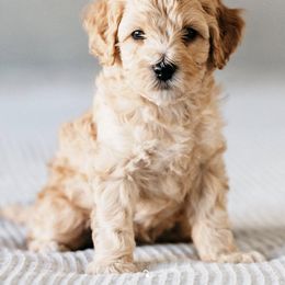Goldendoodle Puppies from Cali Style Doodles