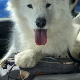 Tess - Samoyed