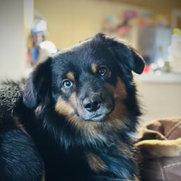 Levi - Miniature Australian Shepherd