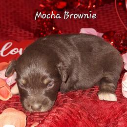 MOCHA BROWNIE - Red female Australian Shepherd puppy in Salem, Arkansas from Patchwork Kennels