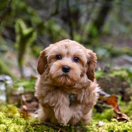Cavapoo, Cockapoo, Double Doodle, and Poodle Puppies from Heavenly Puppies to Love
