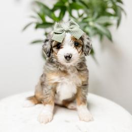 Freedom - Blue merle female Aussiedoodle puppy in Sharpsburg, Georgia from Steindoodles