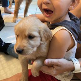 Golden Retriever Puppies from All shades Golden