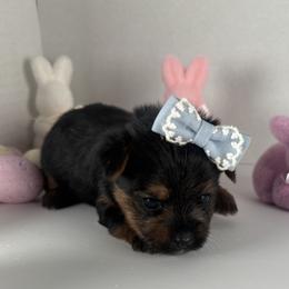 White girl - Black and tan female Yorkshire Terrier puppy in Dahalonega, Georgia from Country Dog Kennels.