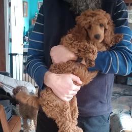 Emma Majestic Embrace - Red  female Poodle puppy in Licking, Missouri from Majestic Embrace Poodles