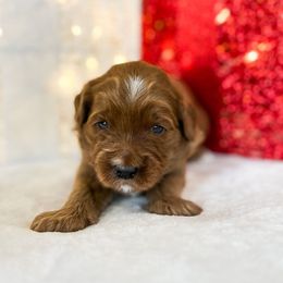 Ralphie - Red  male Goldendoodle puppy in Sterling, Illinois from Charley's Goldendoodles