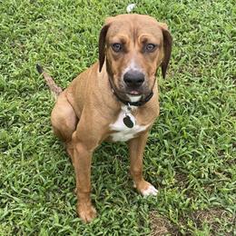 Aries - Catahoula Leopard Dog