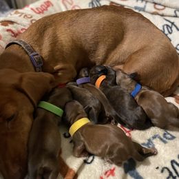 Dachshund puppies from The Bloomin Dachshund