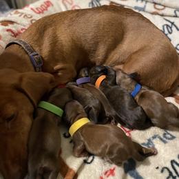 Dachshund puppies from The Bloomin Dachshund